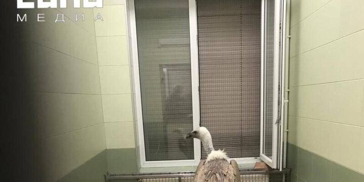 Animali salvati da uno zoo illegale in Daghestan arrivano a San Pietroburgo per riabilitazione dopo sequestro da parte delle autorità locali