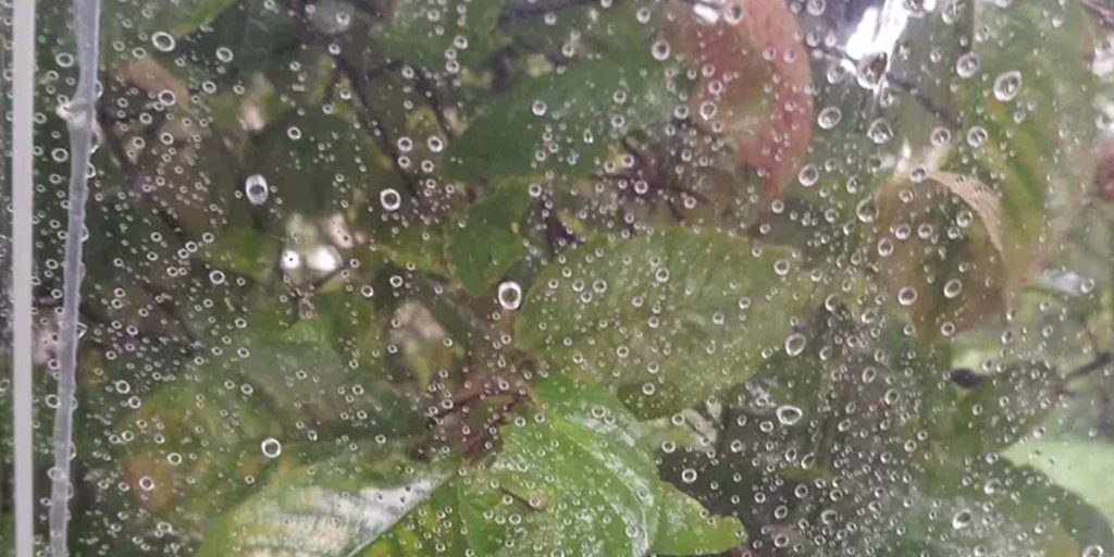 Новгородской области пообещали пасмурную погоду с дождем и мокрым снегом