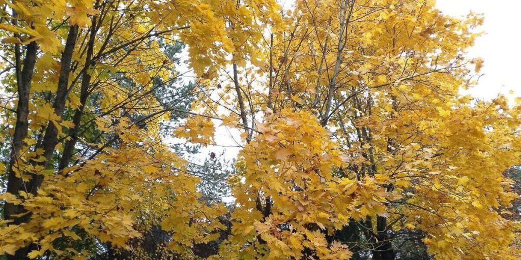 Previsioni Meteo per il 16 Ottobre nella Regione di Leningrado: Pioggia e Vento Attesi