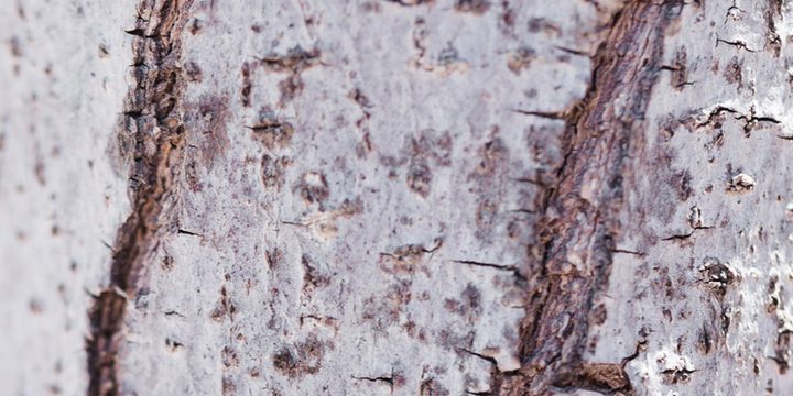 Спасательная операция в тамбовских садах: почему побелка деревьев в октябре убережет ваш урожай