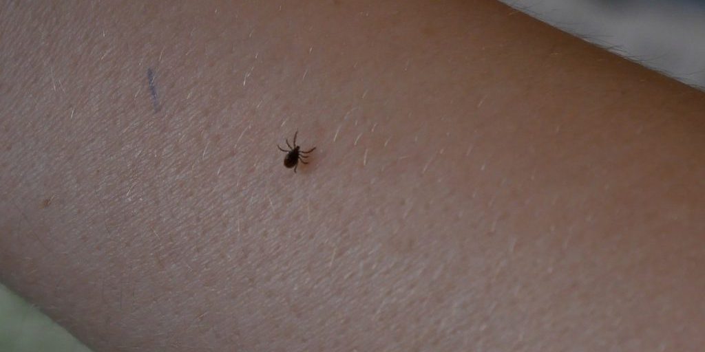 Allarme zecca nella regione di Vologda: quasi 16 mila morsi registrati e possibili gravi conseguenze per la salute pubblica