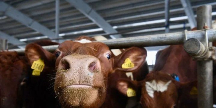 Prevenire il Rachitismo nelle Mucche con il Movimento all'Aperto: Una Misura Innovativa per il Benessere Animale