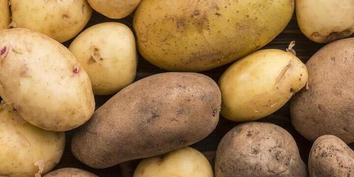 Calo dei prezzi del pomodoro di terra nella regione di Kursk: cosa significa per i consumatori e gli agricoltori