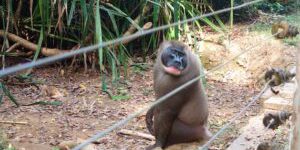 La lotta per salvare i drill monkeys minacciati della Nigeria: una fattoria che si batte per la conservazione della biodiversità