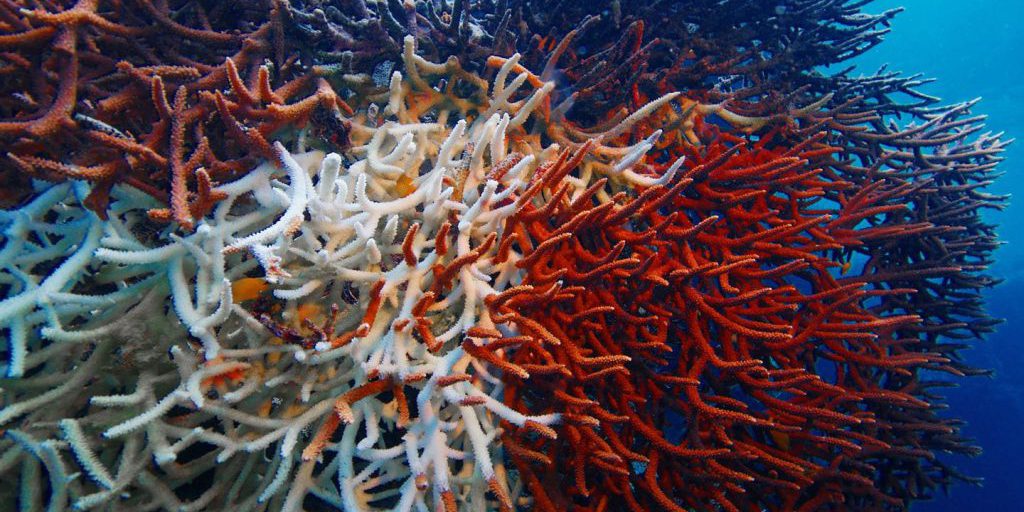 La Ricerca Condivisa per la Difesa della Biodiversità: Un Approccio Promettente per il Futuro del Pianeta