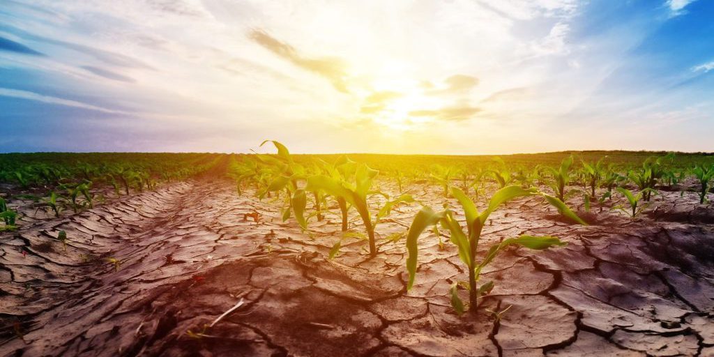 Siccità nel Sud Italia: la Puglia soffre per la mancanza di acqua per l'irrigazione