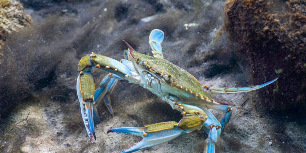 Specie invasive in Italia: impatti sulla biodiversità e costi superiori a 500 milioni di euro all'anno