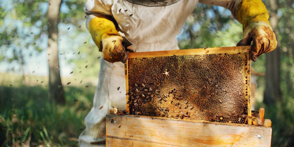 Nuovo bando da oltre 1,3 milioni per sostenere l’apicoltura siciliana