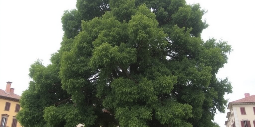 Albero di Modena crolla su furgone, due feriti: la Provincia di Modena risarcita 400.000 euro