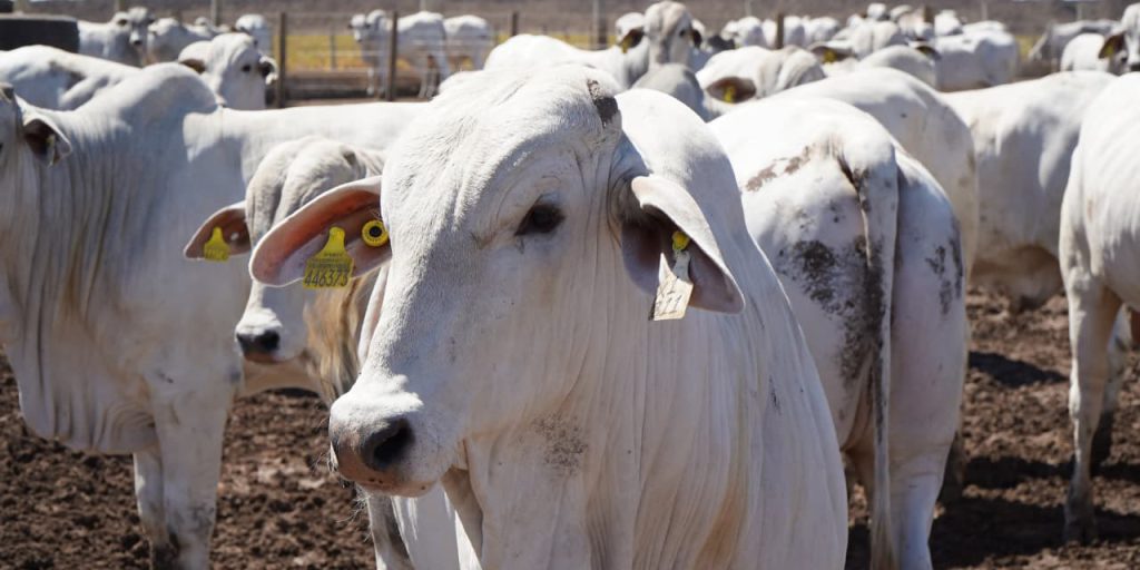 Fenagro 2025 terá lazer para a família com ingressos a partir de R$10