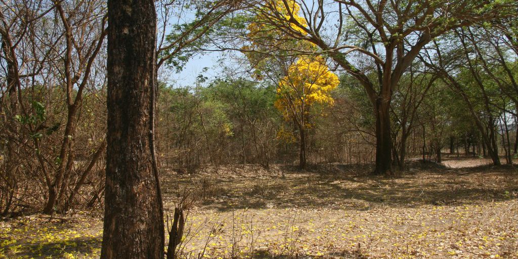 La Fondazione Vovó do Mangue alla COP 30: un impegno per la difesa dei mangrovieti e il contrasto alla crisi climatica