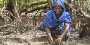 Reviving Mangroves at the Edge of Mozambique Channel