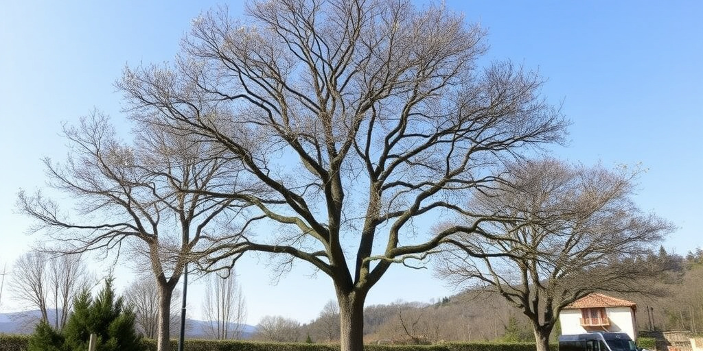 Fabriano: nove alberi di tiglio da abbandono per la rotatoria dell'ospedale, comitato prepara ricorso al TAR Marche
