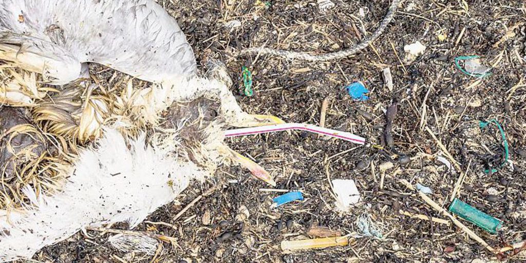 Microplastiche: la ricerca cerca i limiti di esposizione sicuri