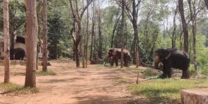 Conflitto Uomo-Elefante in Kerala: Una Relazione Complessa che Richiede Comprensione e Azione