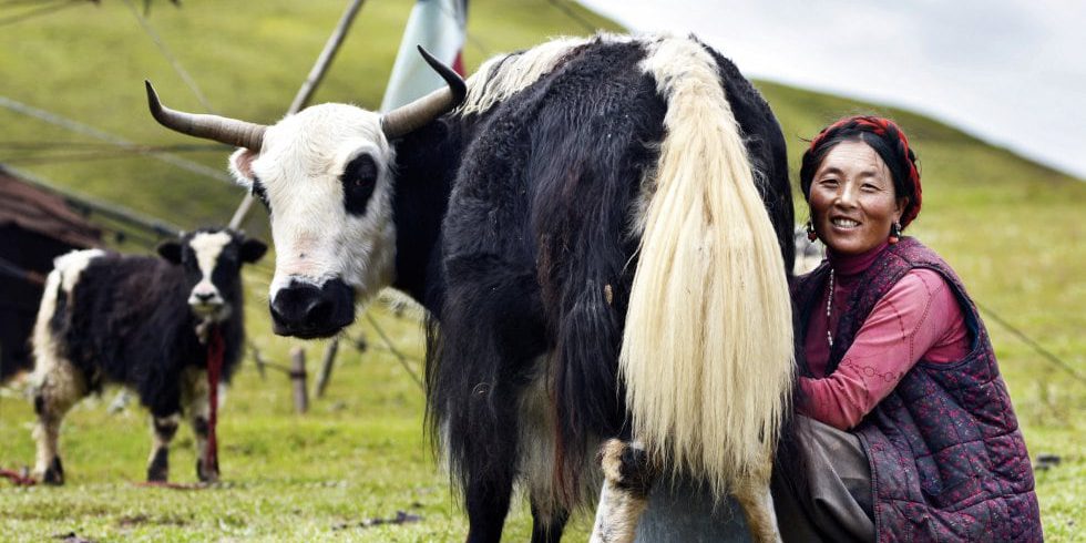 Cina applicherà dal 1 gennaio 2026 una tariffa aggiuntiva del 55% sul bovino importato