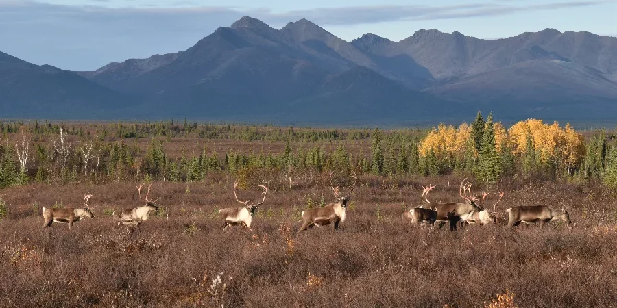 Trump Approves Appeal to Build Controversial Alaska Mining Road