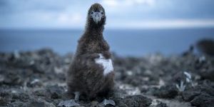 Mexico, Spain, East Africa, Awarded For their Ecosystem Restoration Programs