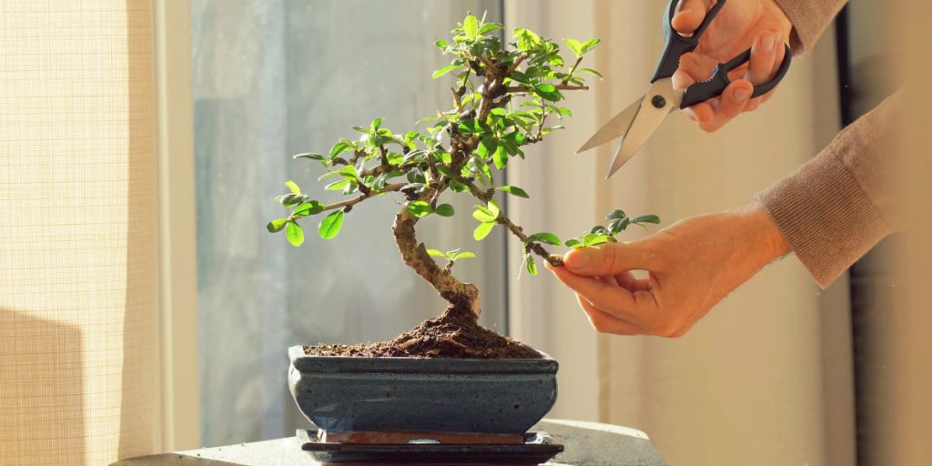 Kit completo per coltivare bonsai a casa: guida pratica per principianti