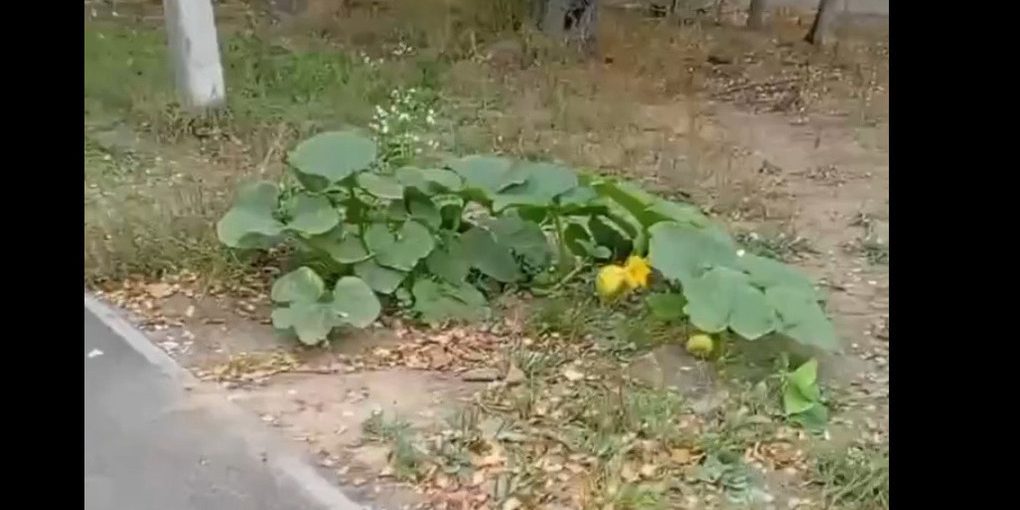 В Ярославской области в городской черте находят заросли тыкв