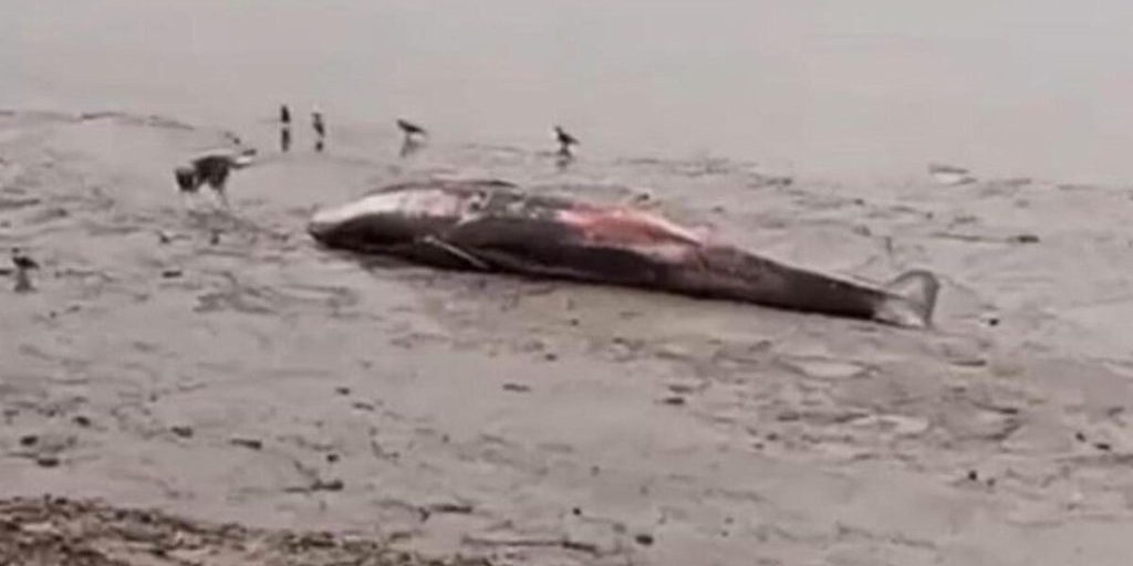 На берегу Мезени вновь обнаружен мёртвый кит