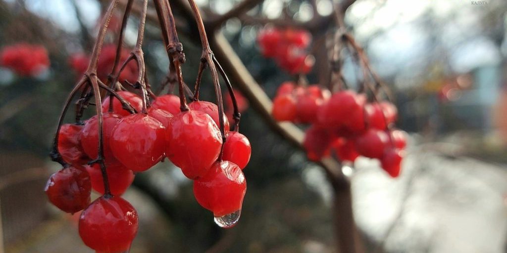 Калужские синоптики говорят о ночных морозах