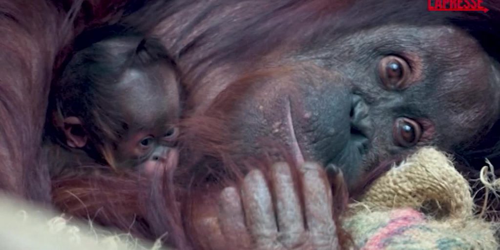Raro orango nato allo zoo di Chester: il tenero abbraccio della mamma