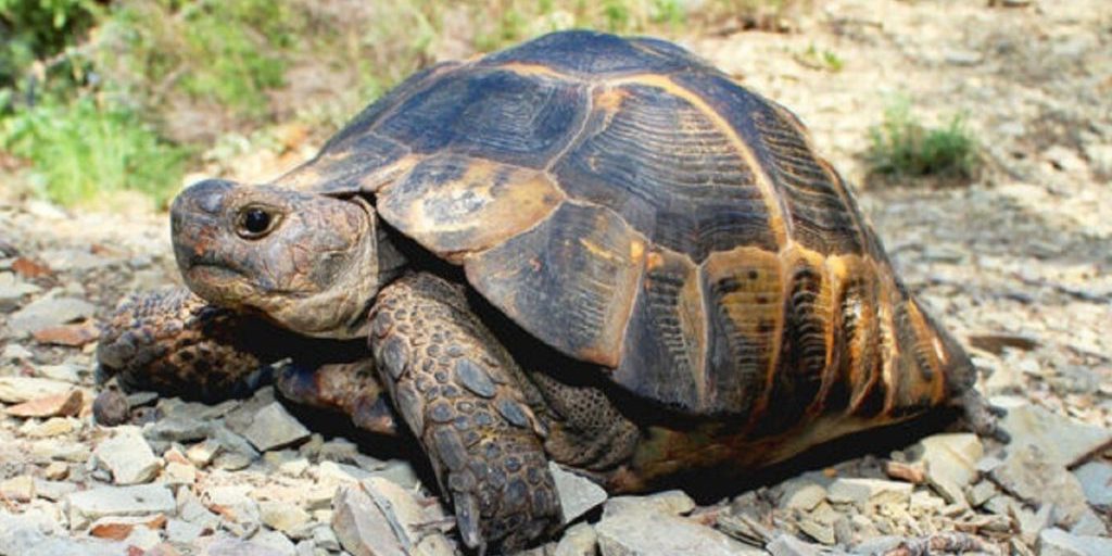 На Кубани выявлены факты нелегальной торговли краснокнижными черепахами