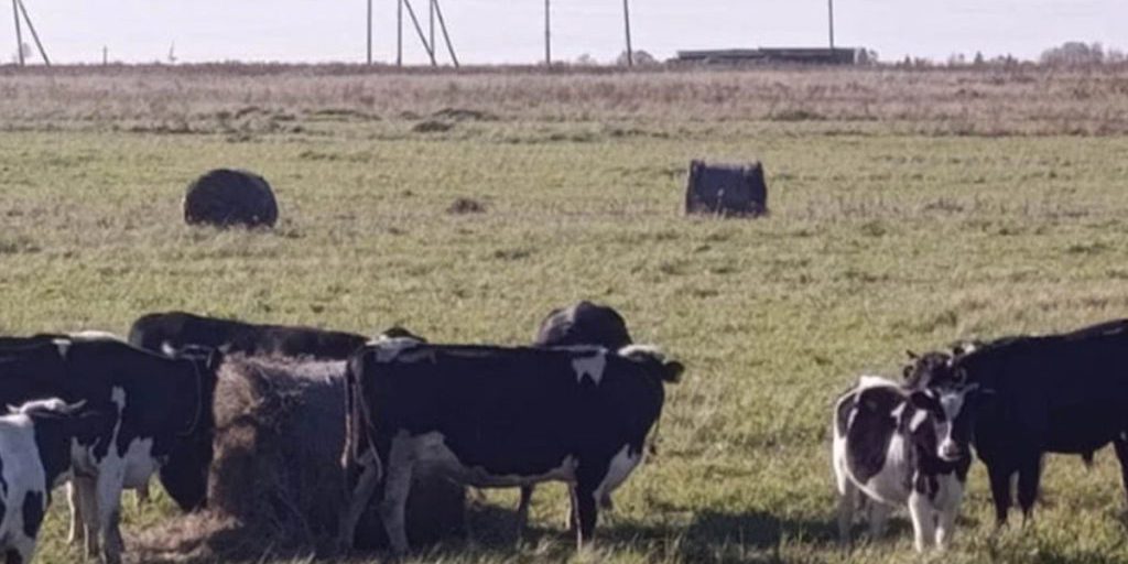 Mucche in libertà devastano campi nel distretto di Zelenogradsk: danni economici e preoccupazioni per l'economia locale