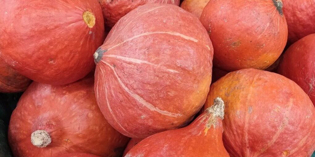 Тыква и яблоки спасут ленинградцев от осенних простуд