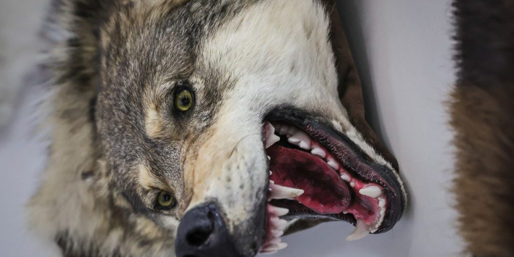 Lupo pericoloso ucciso in India dopo una serie di attacchi contro la popolazione locale