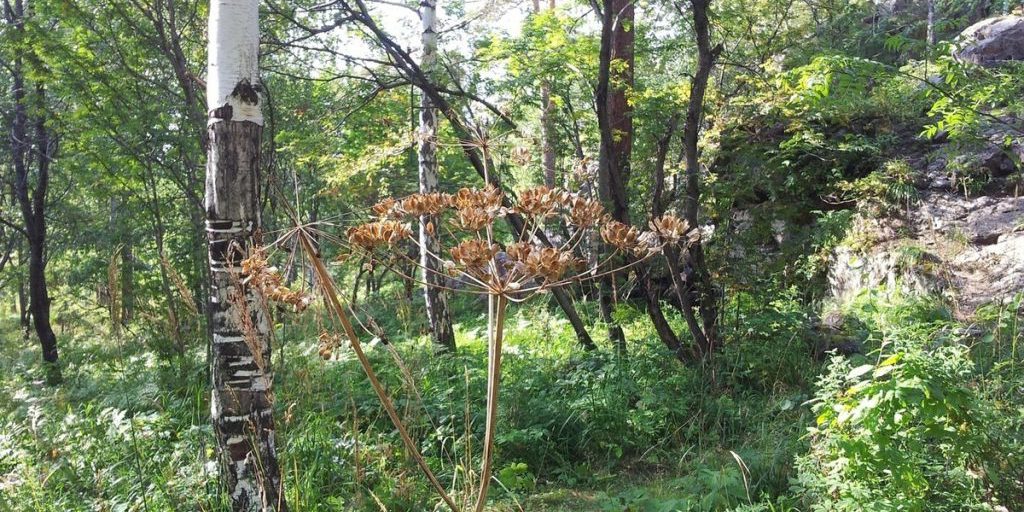 В 59 километрах от Ивделя нашли скелет человека