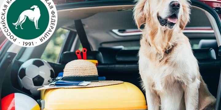 Trasporto Sicuro dei Cani in Automobile: Aspetti Fondamentali e Conseguenze da Considerare