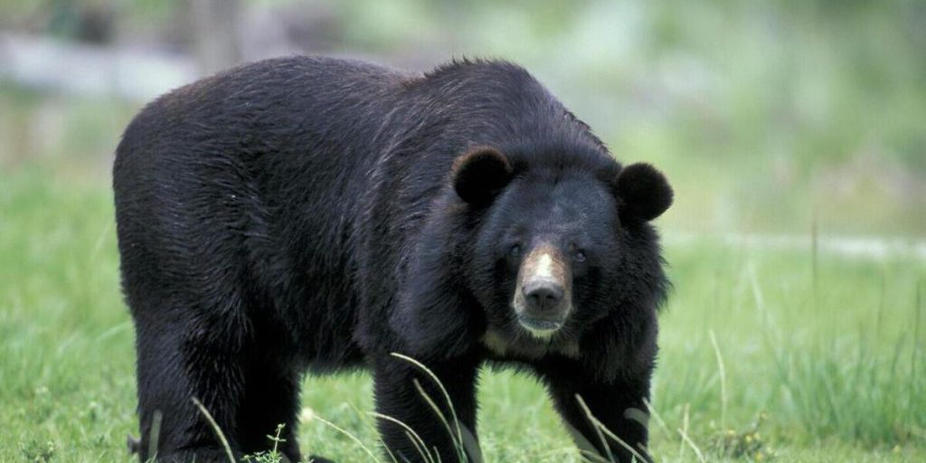 Медведь напал на посетителей супермаркета