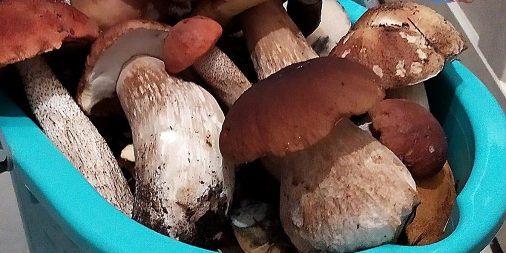 В Калужской области пошли грибы