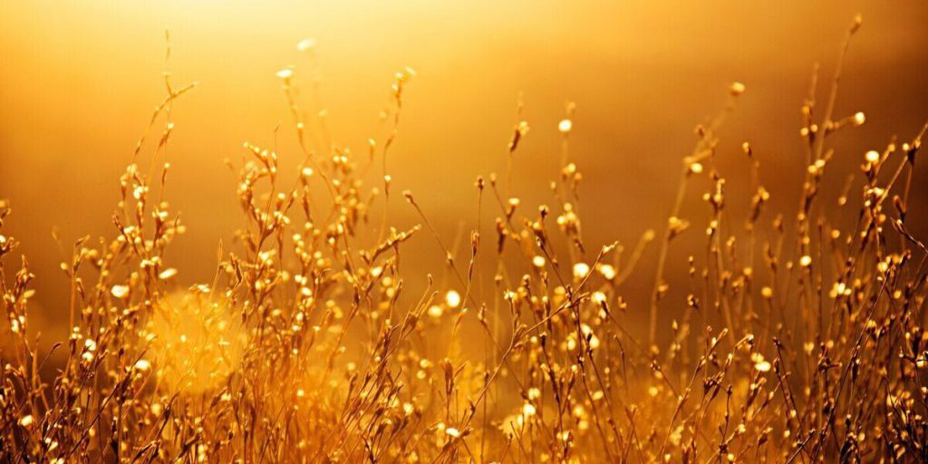 Курянам в воскресенье пообещали туман и 26-градусное тепло