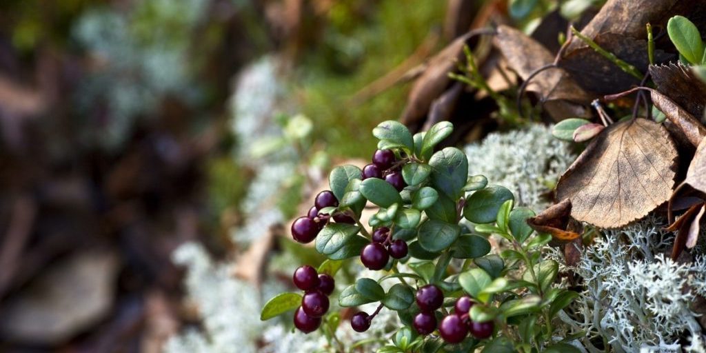 La Brousnika: Una Frutta Naturale per la Salute della Prostata