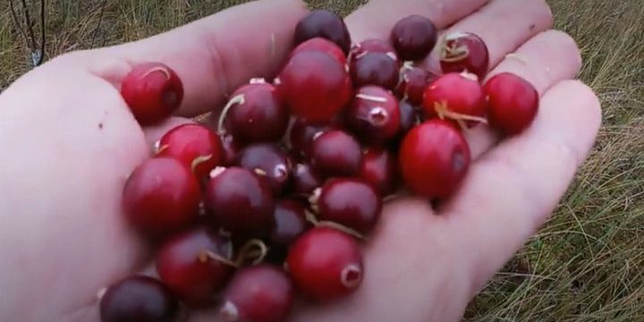 Конфликт при сборе клюквы привел к гибели человека в Оричевском районе