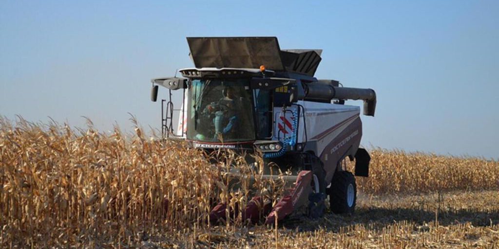 Inizio della raccolta del mais nella regione di Penza: un'attività fondamentale per l'agricoltura locale e l'industria alimentare