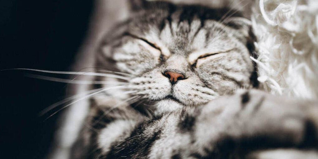 Ученые ФГБУ «ВНИИЗЖ» разработали инновационный тест для диагностики кошачьей болезни