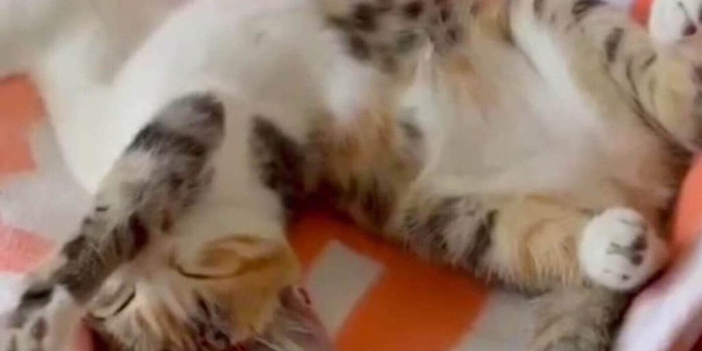 Глава Ельца рассказал о судьбе спасенного пожарным котенка по кличке Мася