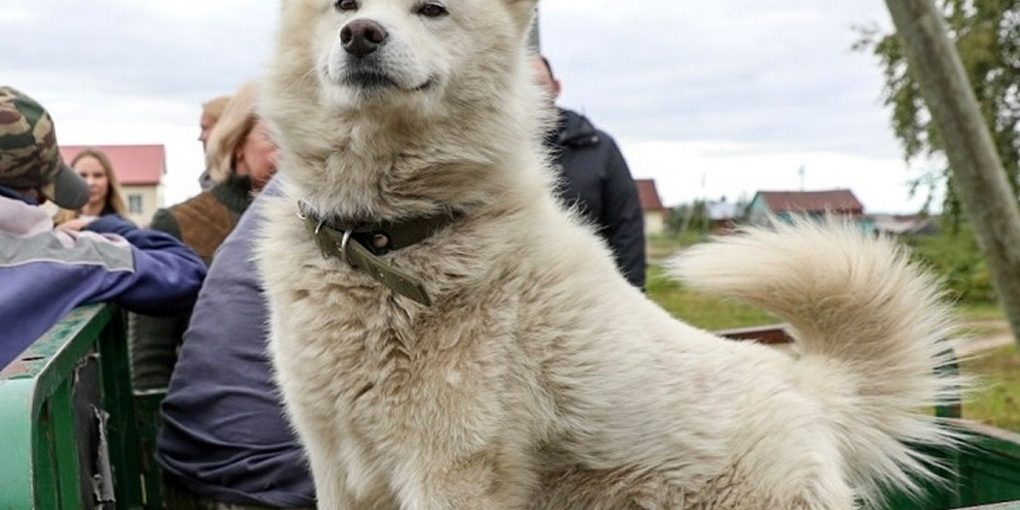 Vaccinazione gratuita contro la rabbia per animali domestici il 4 ottobre