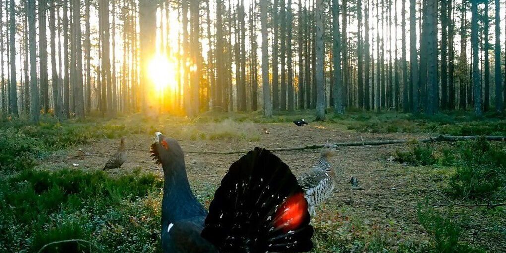 «Ложный ток» возбудил глухарей в ленинградских лесах