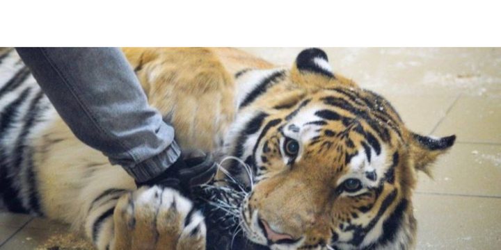 Карельскому тигру Коте нашли покровителя