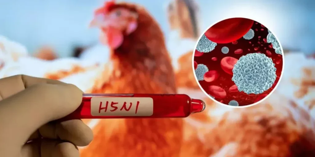 Incidente di influenza aviaria H5N5 in un uomo anziano a Washington: primo caso umano negli Stati Uniti