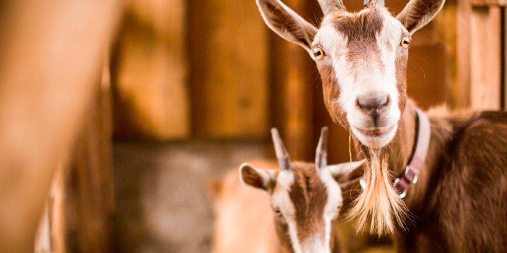 Бродячие собаки стали угрозой для липецкого скота