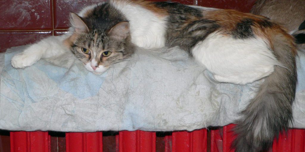 Метеоролог рассказала, когда в жилые дома Москвы начнут подавать отопление