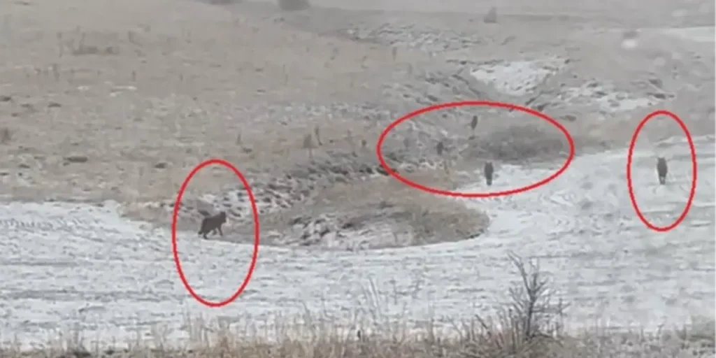 Richiesta di invio del contenuto originale per la riscrittura