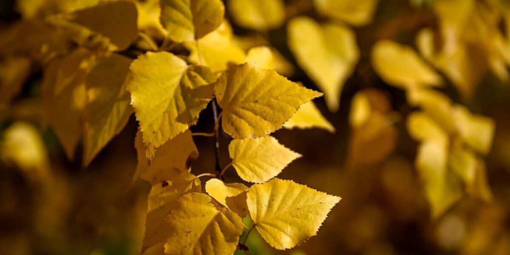 Il Giorno di Foma: Tradizioni e Superstizioni del 19 Ottobre