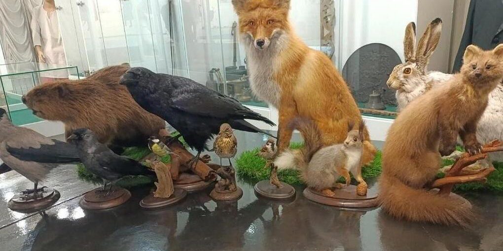 Ливенскому музею помогли приобрести 11 чучел местных животных